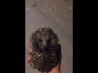 hedgehog kidnapping