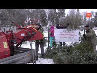 eco-friendly: the cycle of christmas trees in nature